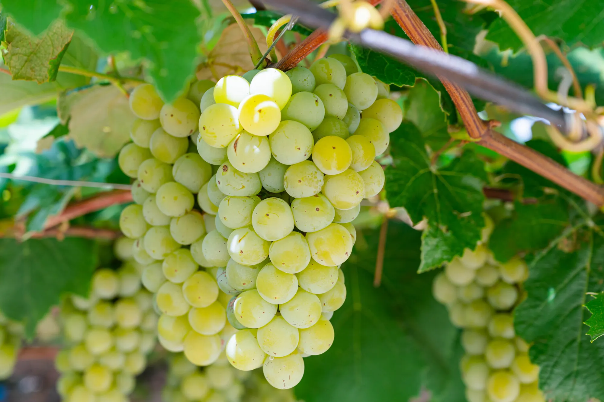 ワインづくり_マスカット